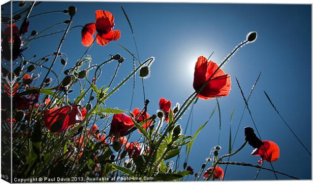 The Poppies Canvas Print by Paul Davis