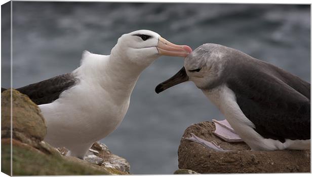 Feeding time Canvas Print by Paul Davis