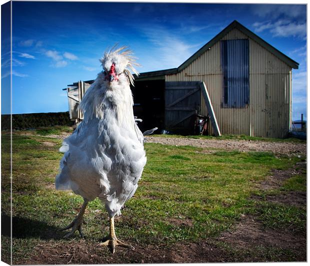 Who are you calling chicken? Canvas Print by Paul Davis