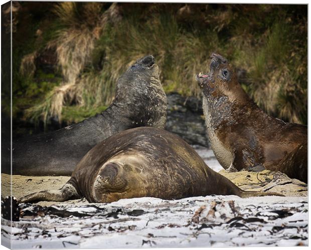 Southern Elephant Seals Canvas Print by Paul Davis