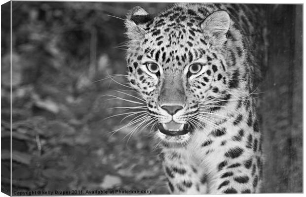 Prowling Leopard Canvas Print by kelly Draper