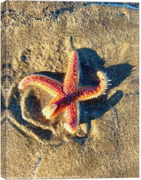 Starfish Canvas Print by kelly Draper