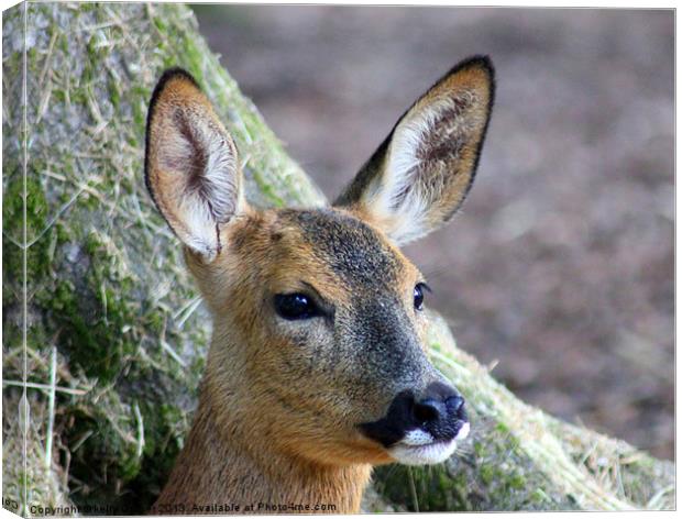 Baby Deer Canvas Print by kelly Draper