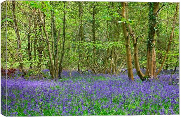 Bluebell Woods Canvas Print by kelly Draper