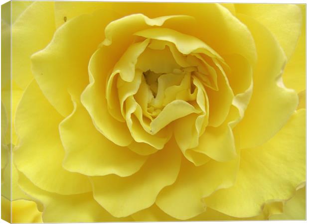 Yellow Rose Canvas Print by kelly Draper