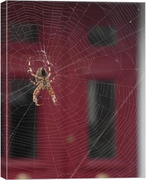 Spider Canvas Print by kelly Draper