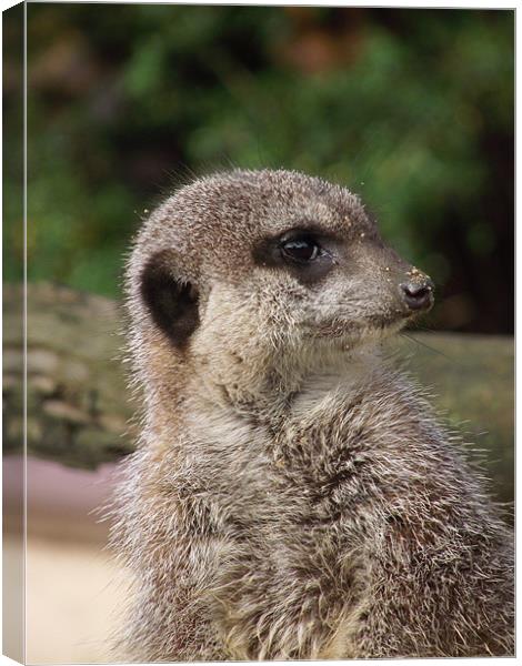 Meercats Canvas Print by kelly Draper