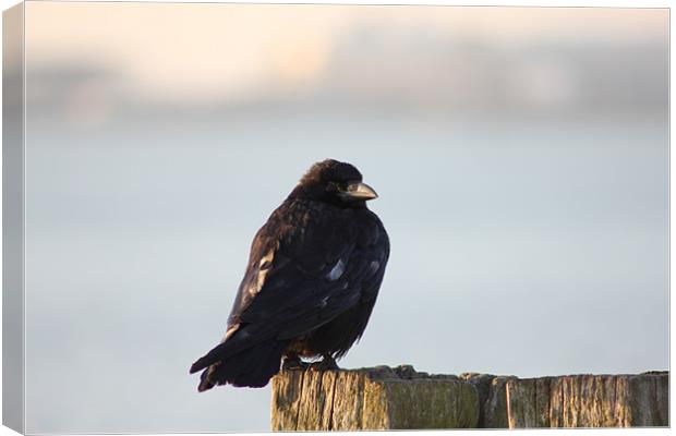 Mr Crow Canvas Print by kelly Draper