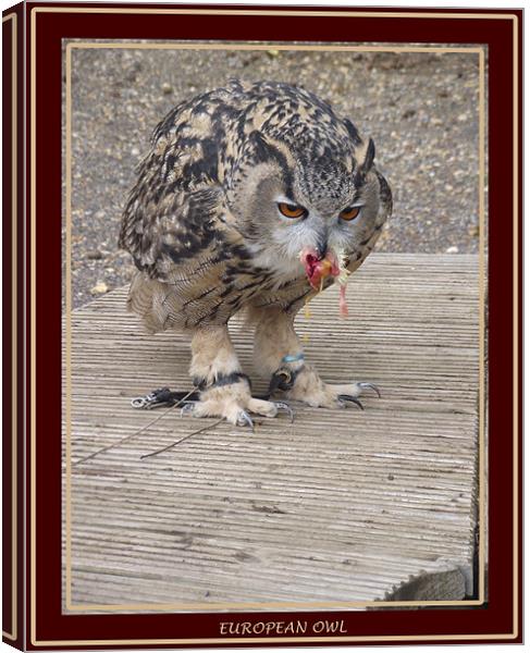 European Owl Eating A Chick Canvas Print by kelly Draper
