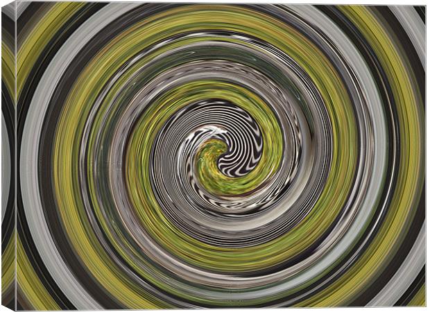 Zebra swirl Canvas Print by kelly Draper