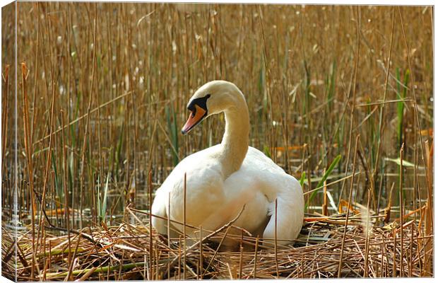 Keeping them safe Canvas Print by kelly Draper