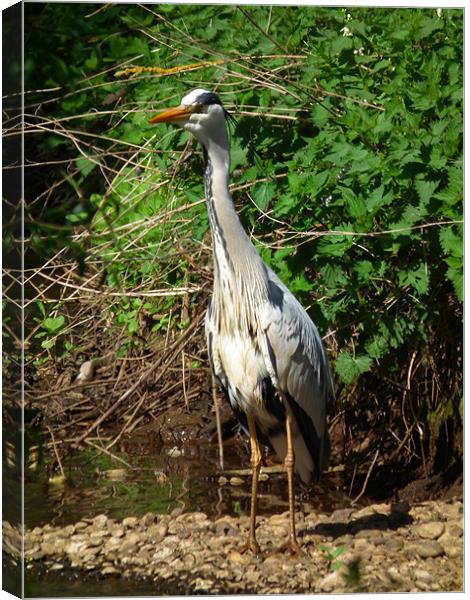 Heron Canvas Print by kelly Draper