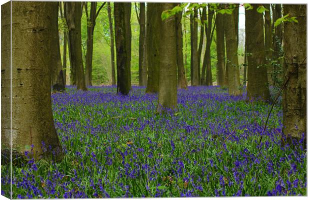 Bluebell Woods Canvas Print by kelly Draper