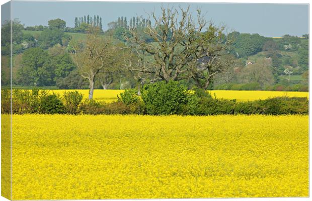 Field Of Yellow Canvas Print by kelly Draper