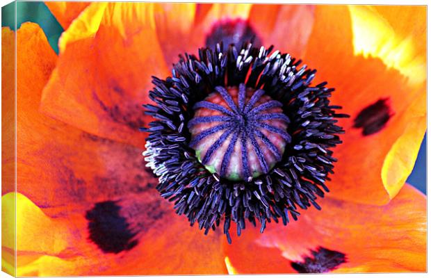 Centre Of The Poppy Canvas Print by kelly Draper