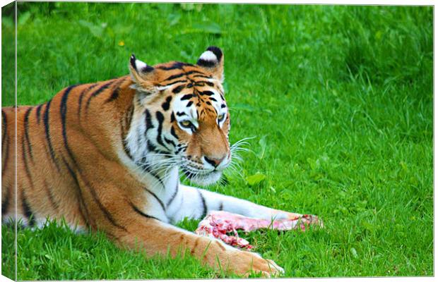 Feeding Tiger Canvas Print by kelly Draper