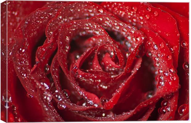 Valentine Passion Rose Canvas Print by Julie Speirs