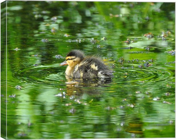 Duckling on Green Pond Canvas Print by Phil English