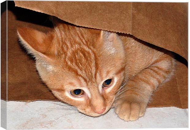 Kitten in Bag 5 Canvas Print by james balzano, jr.