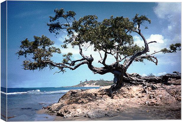 The Famous Tree at Treasure Beach Canvas Print by james balzano, jr.