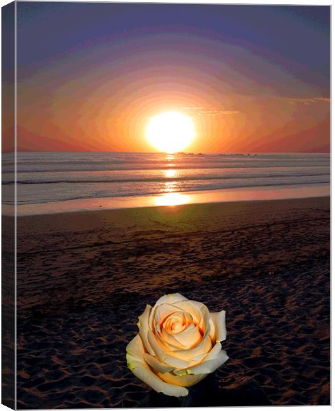 Rose on Beach Canvas Print by james balzano, jr.