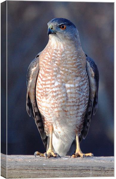 Here's Looking at You Canvas Print by james balzano, jr.