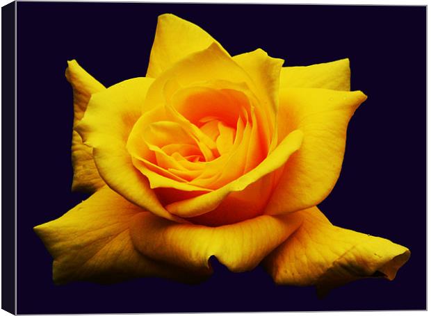 Yellow Rose Canvas Print by james balzano, jr.