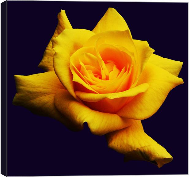 Yellow Rose Canvas Print by james balzano, jr.