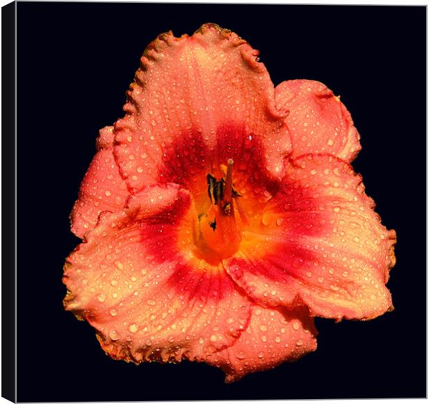 Lily Canvas Print by james balzano, jr.