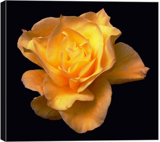 Glorious Yellow Rose Canvas Print by james balzano, jr.