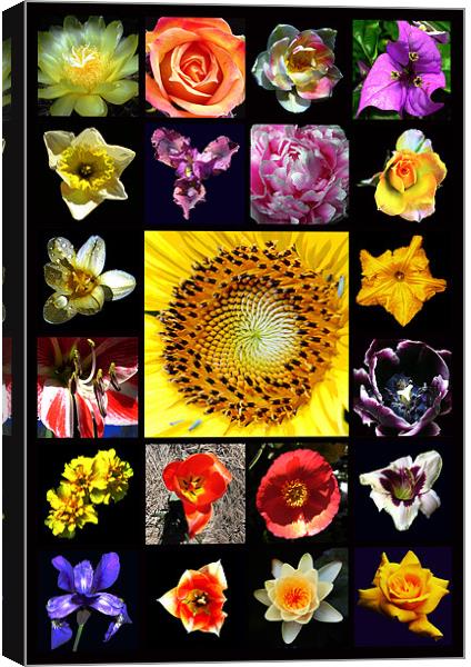 Revised Floral Composite Canvas Print by james balzano, jr.