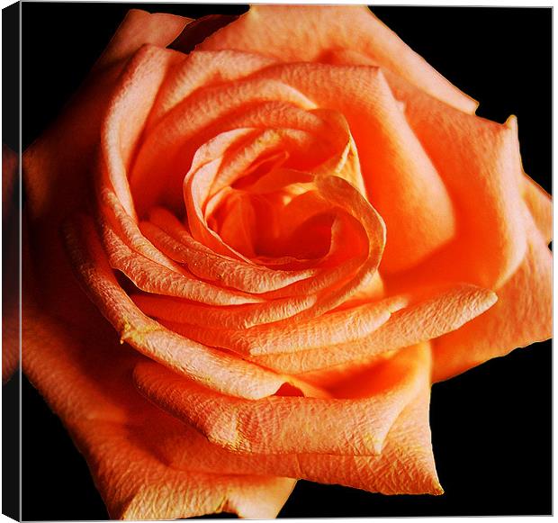 Blazing Rose Canvas Print by james balzano, jr.