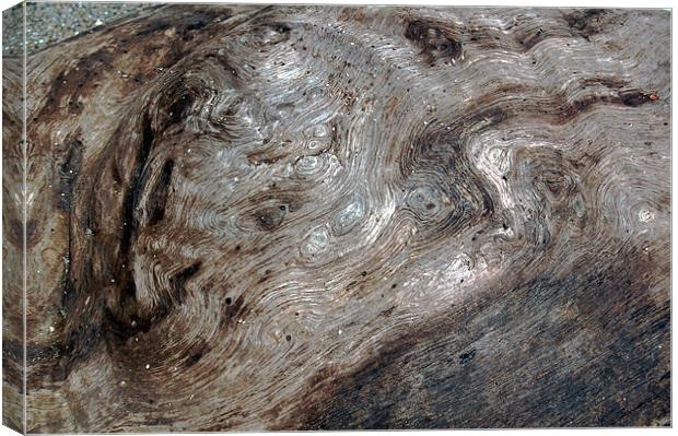 Driftwood Canvas Print by james balzano, jr.
