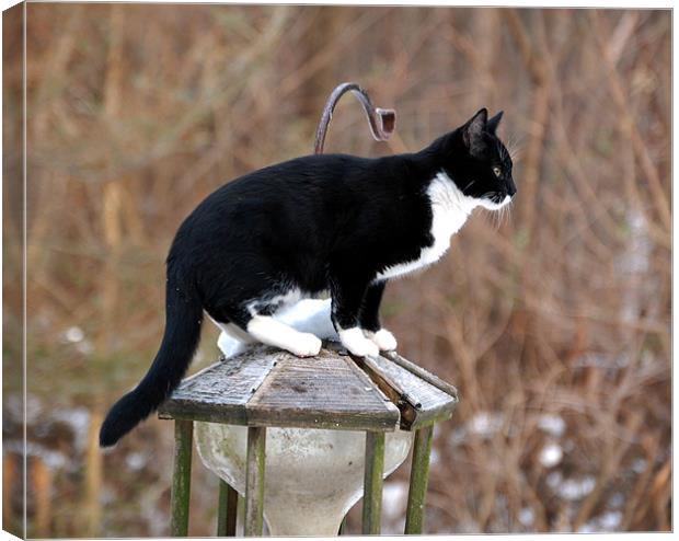 Kitten on Feeder Canvas Print by james balzano, jr.