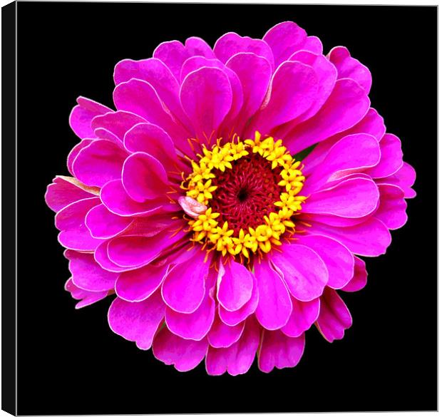 Beautiful Purplish Flower Close Up Canvas Print by james balzano, jr.