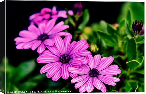 African Daisy Canvas Print by Stuart Reid