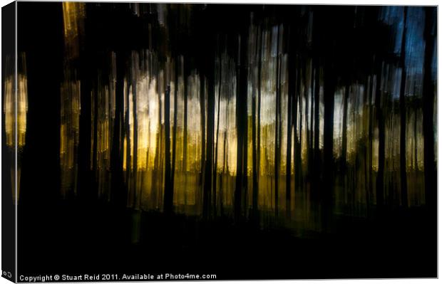 Tree Abstract (drop pan) Canvas Print by Stuart Reid