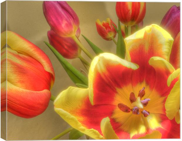 Tulips 2 Canvas Print by Stuart Reid