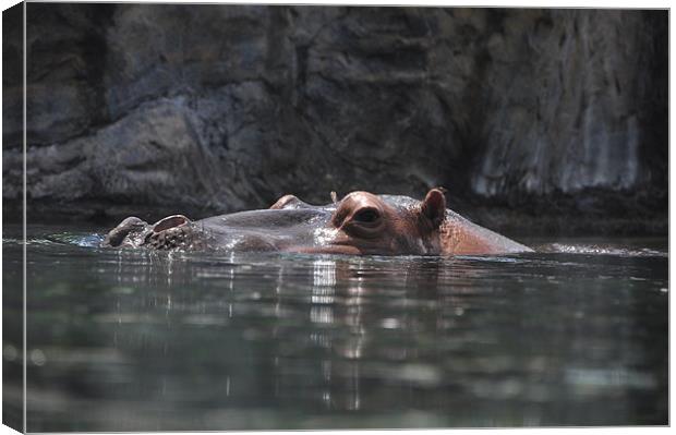 Hippo Dip Canvas Print by Stuart Reid