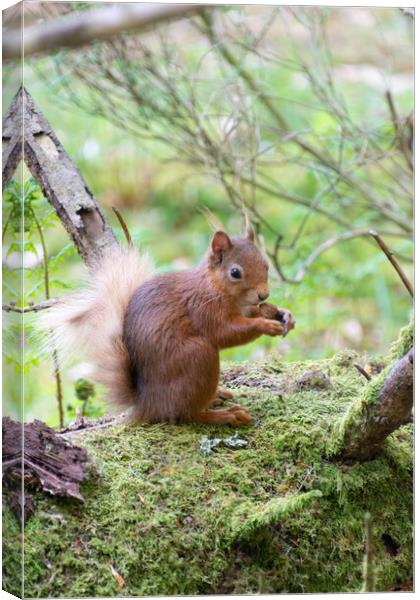 Red Squirrel Enjoying a Nut Canvas Print by Stuart Jack