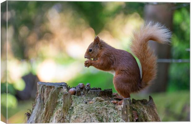 Scottish Red Squirrel Gathering Nuts Canvas Print by Stuart Jack