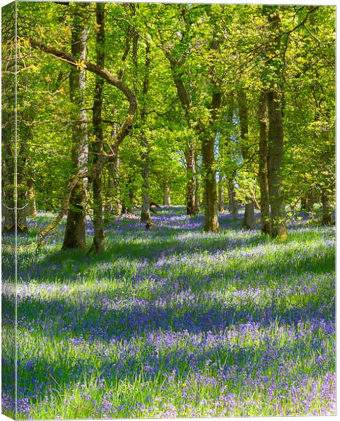 Enchanting Bluebell Woodland Canvas Print by Stuart Jack
