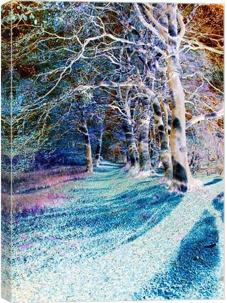 Enchanted Woodland Path Canvas Print by Stuart Jack