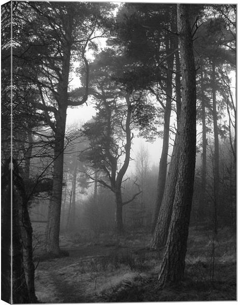 Woodland mist Canvas Print by Stuart Jack