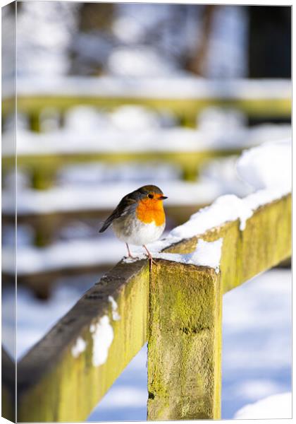 Cheeky Red Robin in Winter Wonderland Canvas Print by Stuart Jack