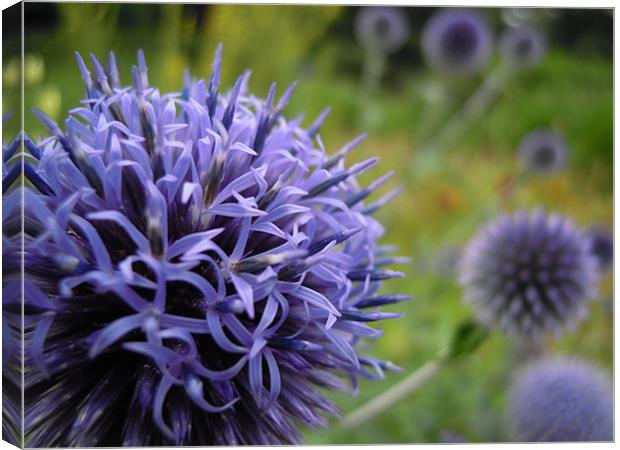 globe thistles Canvas Print by Heather Newton