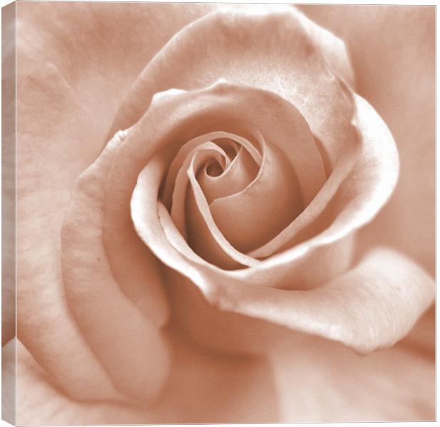 whisper of a rose (pink square crop) Canvas Print by Heather Newton