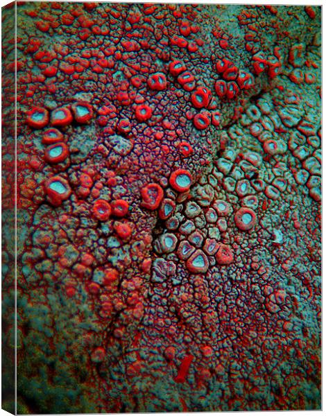 abstract lichen Canvas Print by Heather Newton