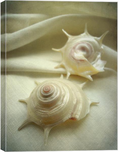 seashell study 3 Canvas Print by Heather Newton