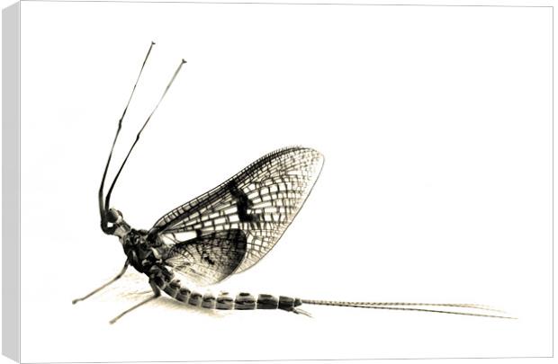 mayfly moment Canvas Print by Heather Newton